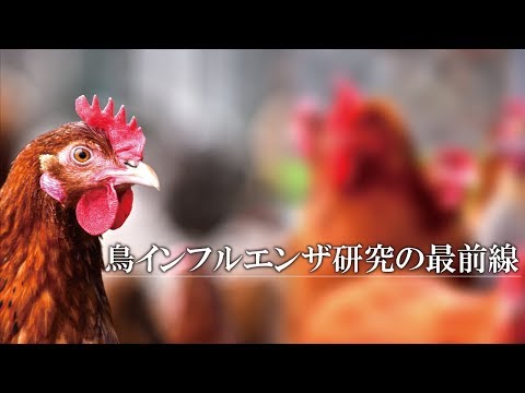, title : '鶏を守る～鳥インフルエンザ研究の最前線～'