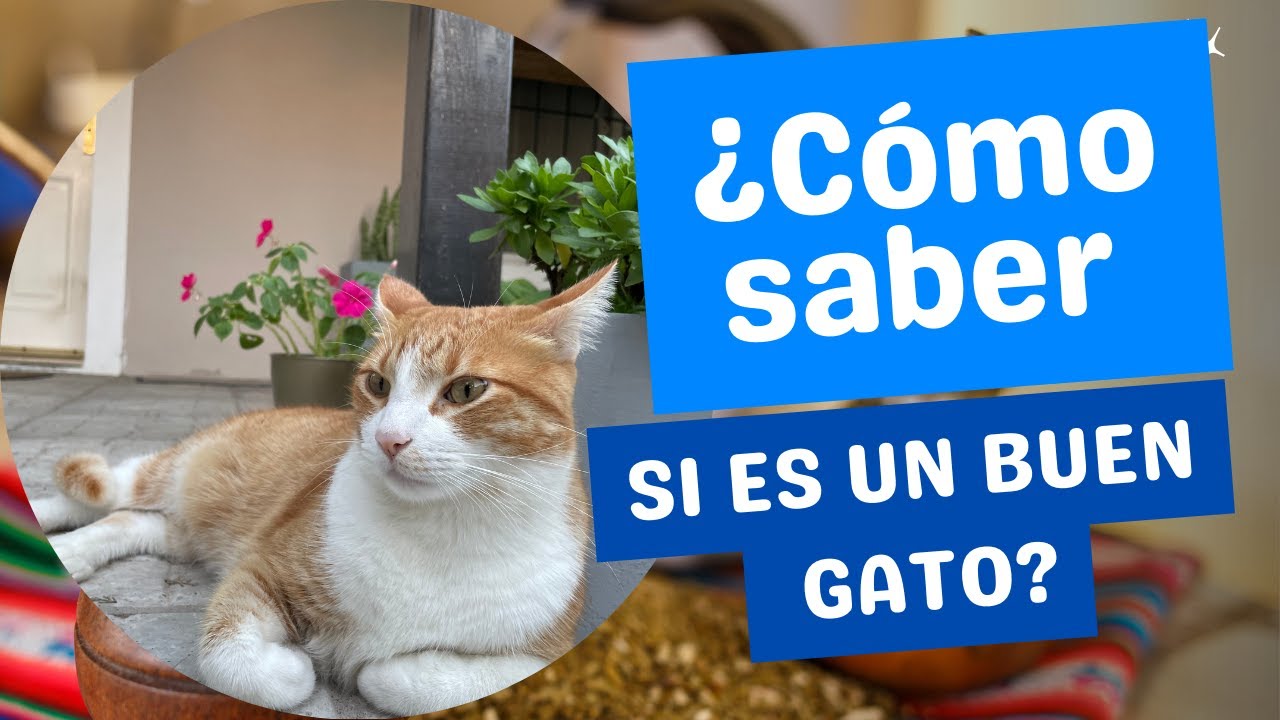 😻Tu hogar NUNCA será igual después de un gato✅