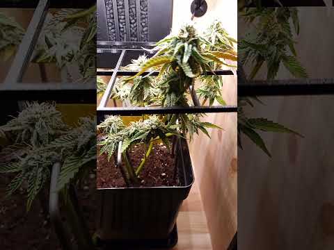 Die Blüte nähert sich dem Ende. #cannabiswirkung #cannabisaufklärung