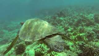 preview picture of video 'Scooter Diving Red Hill, Maui'