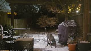 Whippet Mukie 5ヶ月