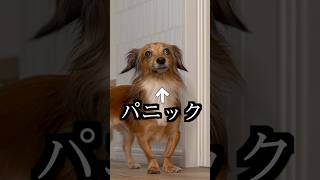 2階に行った飼い主が玄関に現れたらパニックになった！