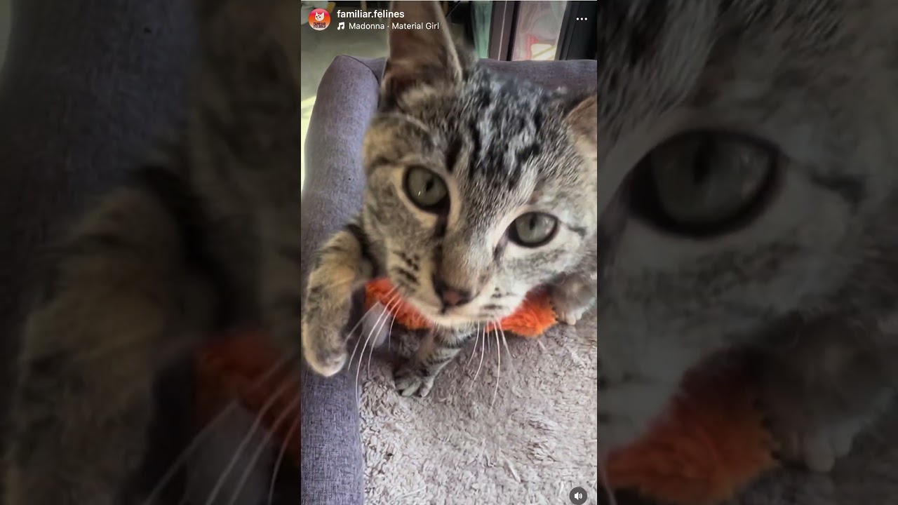 Enlarge Phoebe, a ADOPTABLE Domestic Short Hair in San Diego, CA video 3/6