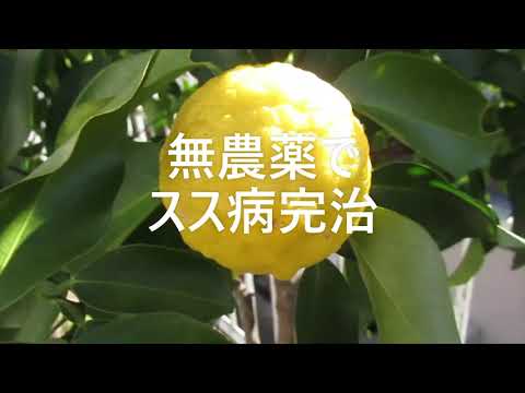 園芸 すす状のカビ、黒くてベタベタした葉