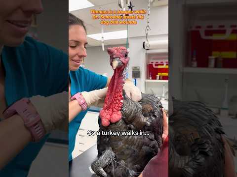 Vet clinic:where chaos is the only constant 😂#vet #vetlife #funnyanimals #funnypets #foryou