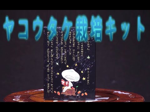 園芸 生物発光キノコ