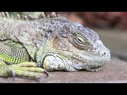 Various Types of Lizards || Beautiful Lizards Collection || Lizard 4k Ultra HD Videos
