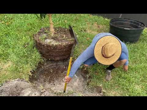 Plant a large tree by yourself