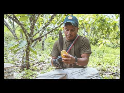 Help Cocoa for Peace. Colombia