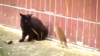 Ozzy Man Reviews: Black Cat &amp; Big F%#k Off Rat