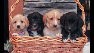 Video preview image #1 Labrador Retriever-Miniature Bernedoodle Mix Puppy For Sale in LEBANON, PA, USA