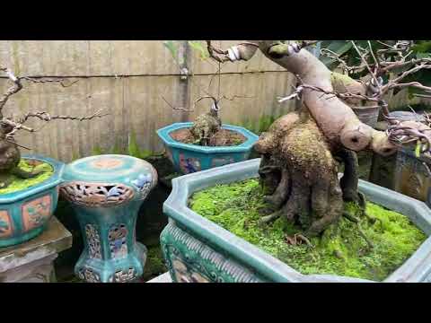 Những cây mai đẹp quý hiếm trong vườn mai nhà ông Trùm mai Bình Định