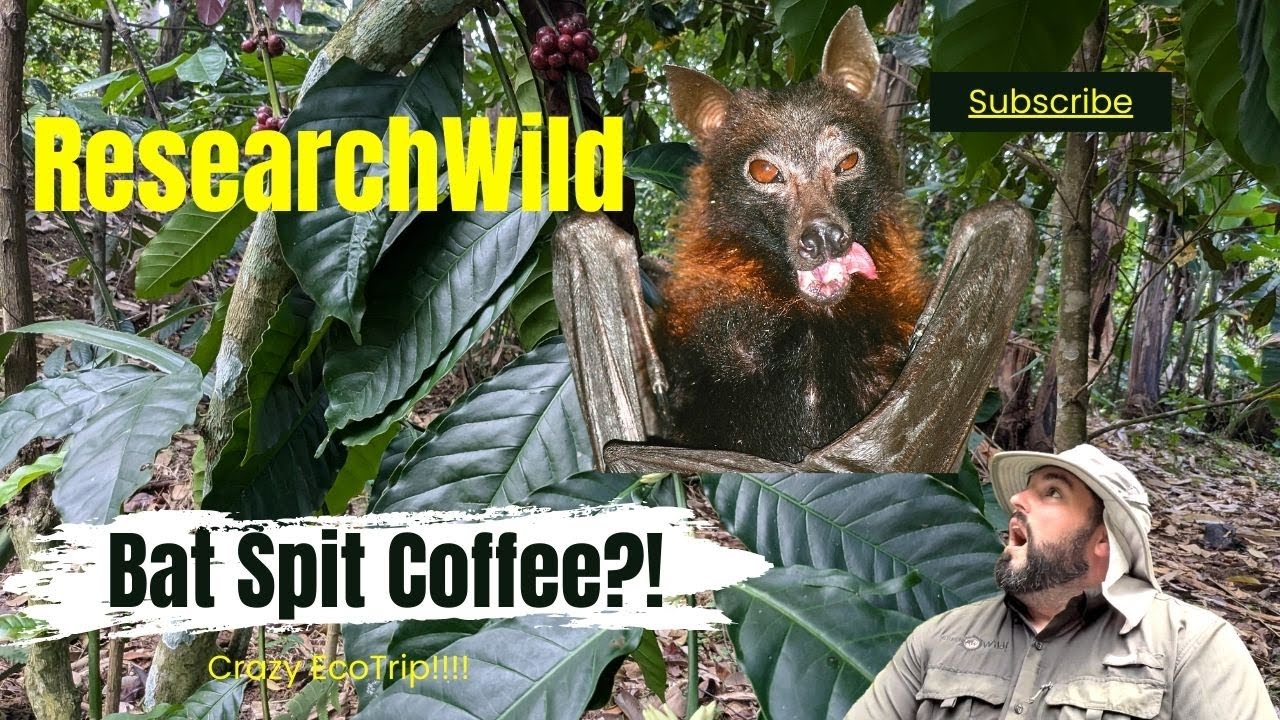 Kunjungan Mr Michael Birt Presiden ResearchWild dan Tim ke Kebun Kopi Kang Maman Gunung Karang Pandeglang