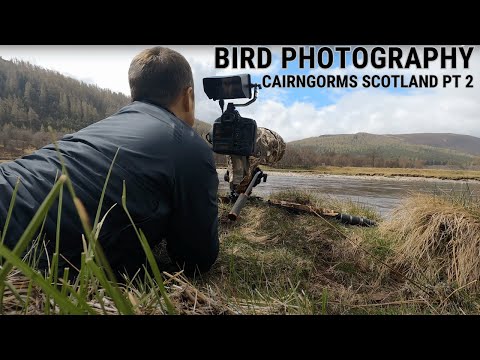 BIRD PHOTOGRAPHY | CAIRNGORMS, SCOTLAND | Part 2