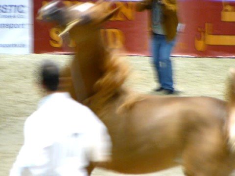 Djoonam OS,  Yearling filly by Ajman moniscione, at the All Nation's Cup