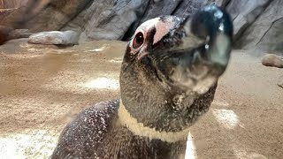 O Maior Zoológico do Brasil - Tour Completo 2025 | Zoo SP Imperdível!🦁🐧🦒