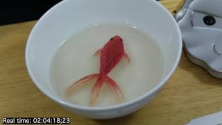 From start to finish, resin fish painting sped up 5000%!