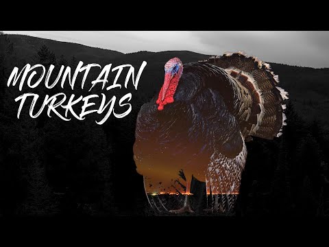 "Mountain Turkeys" - Higdon Short Films