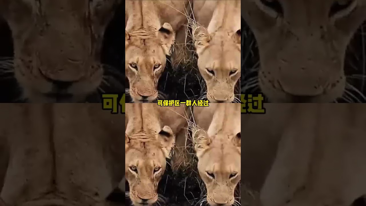 人类只是自然的一部分 #大自然 #生存法则 #狮子 #母女 #万万没想到