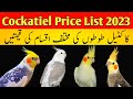 Cockatiel parrot price in pakistan 2023 | Cockatiel price in pakistan | Cockatiel price 2023