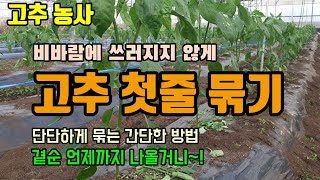 고추배재방법 비바람에 고추 쓰러지지 않게 단단히 고추 줄치는 방법 고추끈치는방법