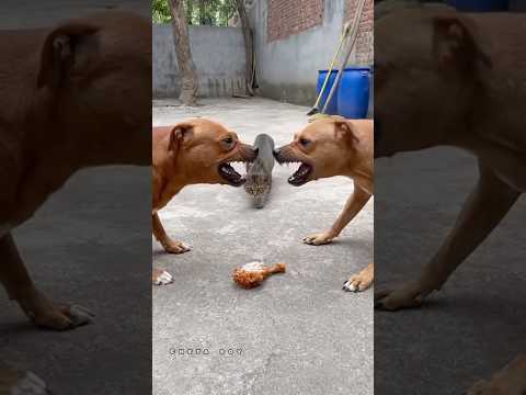 #funny #trendingfunny #cute #cat #subscribe #ai #video