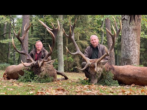 Ein Gigant von Krekenava wird erlegt - Hirschbrunft in Litauen