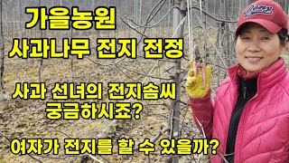 사과나무 전지 전정 가지치기 감홍 밀식재배 [사과재배방법]