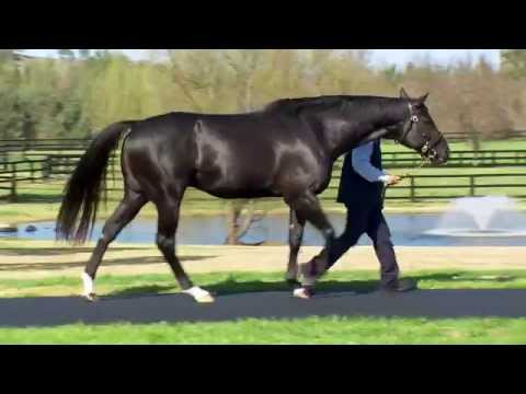 Pluck at Vinery Stud - 2015