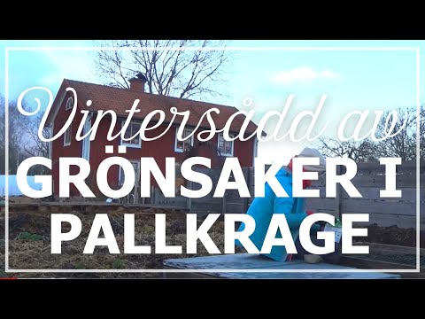 Vintersådd av grönsaker i pallkrage