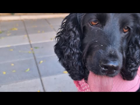 GRWM for a walk #grwm #dog #cockerspaniel #black
