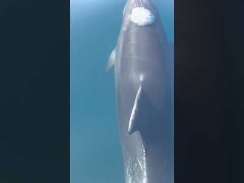 A Close Encounter