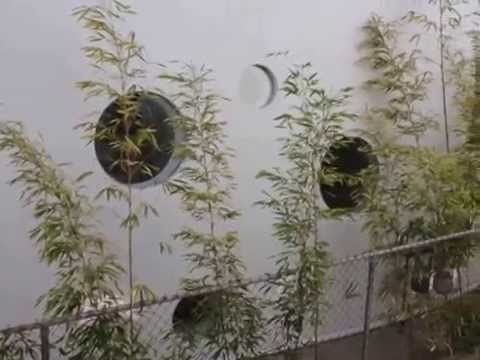 PL4082 - MIRACLE MILE 1+1 For Rent