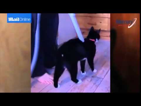 Meet the viral cat that looks a lot like...