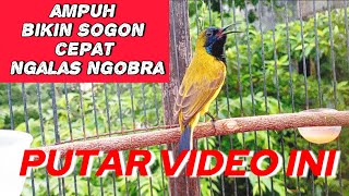 Download lagu Pancingan semua burung Sogon bahan agar cepat ngalas dan ngobra mp3