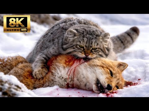 Pallas’s Cat vs Tibetan Fox | Survival on the Frozen Plateau