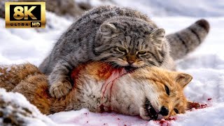 帕拉斯猫大战藏狐 | 冰冻高原上的生存之战