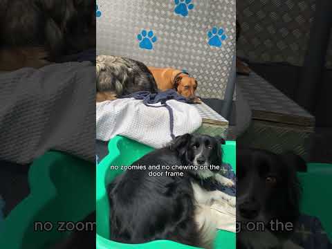 K9 Heaven 6