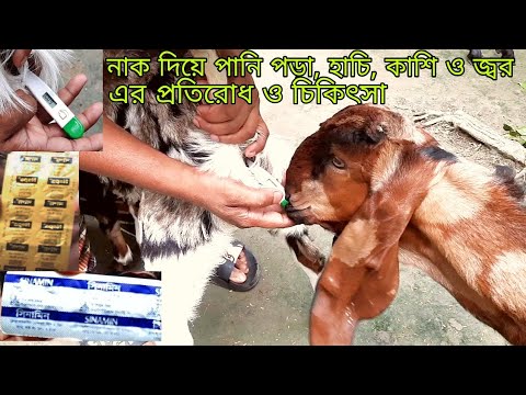 chagoler thanda kashi sordi jor er chikitsa, ছাগলের ঠান্ডা কাশি সর্দির চিকিৎসা