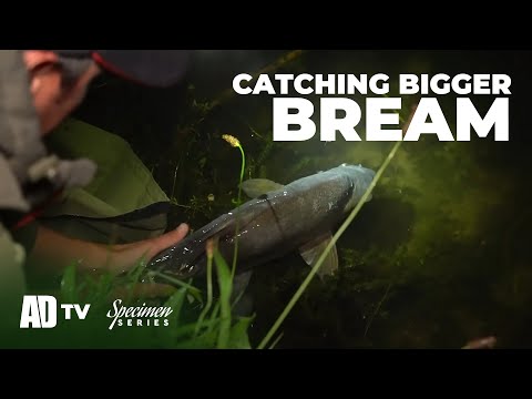 Phil Spinks Specimen Series - BIG Bream