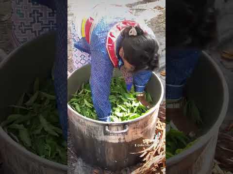preparando la medicina de la ayahuasca .