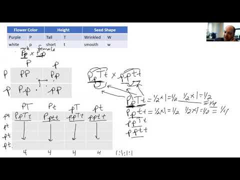 Solving Genetic Problems mathematically