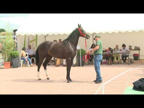 Concours Cercy 2017 - Lot 19 - Futsala