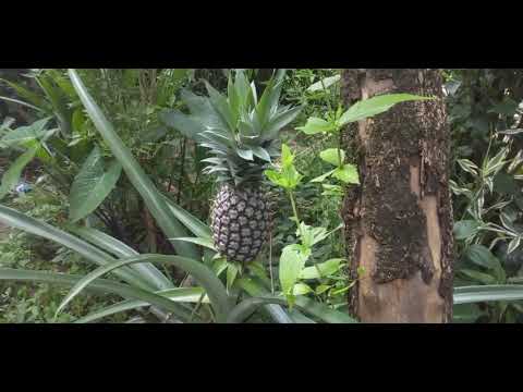 Samsung M01 Core Zoom in Camera Sample