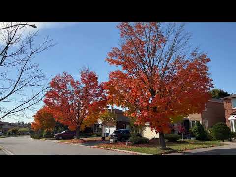 A Peaceful, Relaxing Walk Through Richmond Hill's Fall Colors