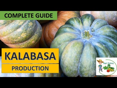 Kalabasa Farming: Paano magtanim ng kalabasa step by step (Complete Guide)