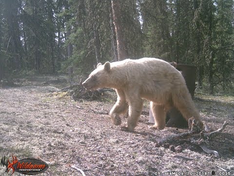 download lagu mp3 mp4 Blond Bear, download lagu Blond Bear gratis, unduh video klip Blond Bear