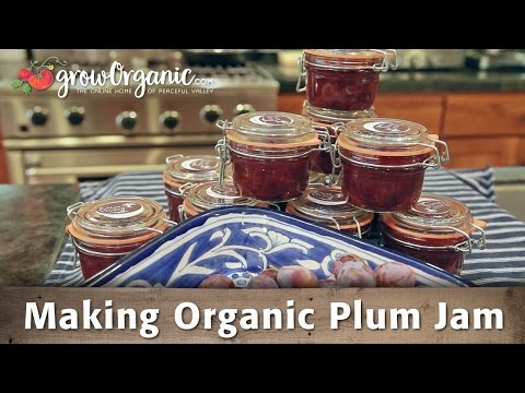 download lagu mp3 mp4 Organic Plum Jam, download lagu Organic Plum Jam gratis, unduh video klip Organic Plum Jam