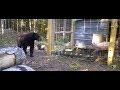 Bear VS Electric Fence