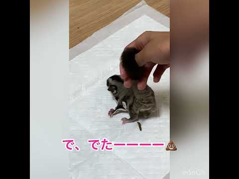 モモンガ - 定義